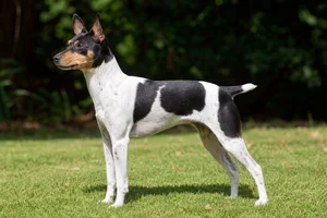 Brazilian Terrier dog
