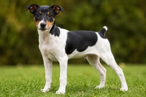 Brazilian Terrier — puppy (~4 mo)