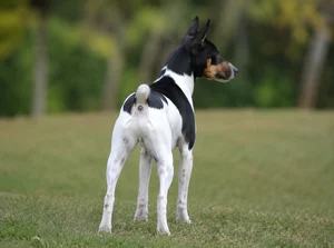 Brazilian Terrier — rear