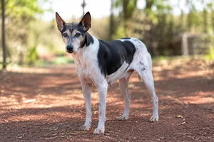 Brazilian Terrier — senior