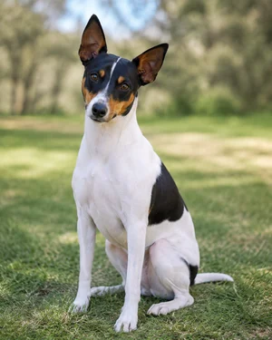 Brazilian Terrier — sitting