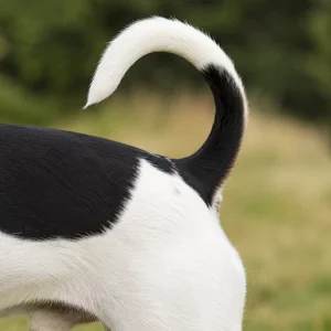Brazilian Terrier — tail