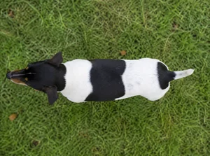 Brazilian Terrier — top