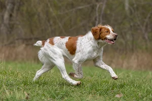 Bretagne — running