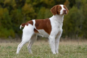Bretagne — adult