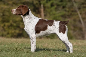 Bretagne — liver and white coat