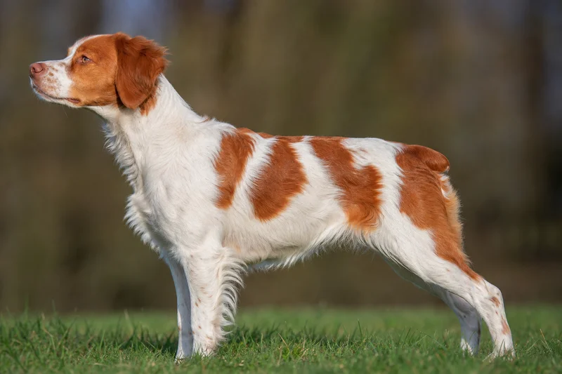 Bretagne — orange and white coat