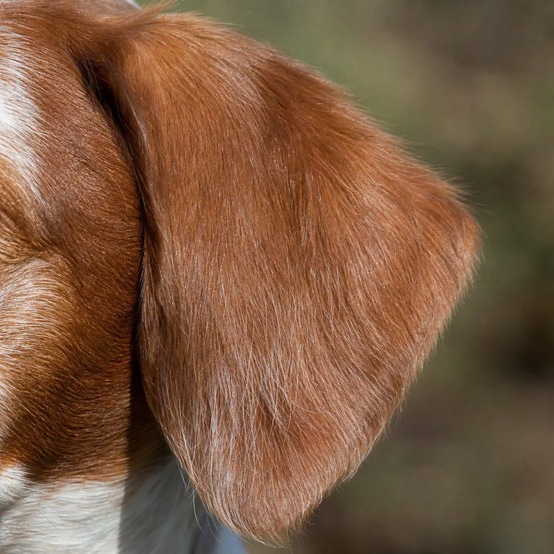 Bretagne — ears
