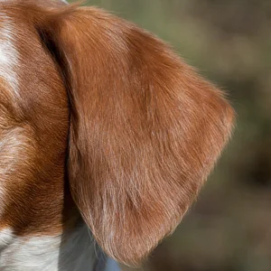 Bretagne — ears