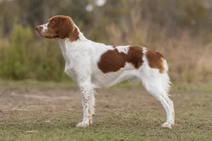 Bretagne dog
