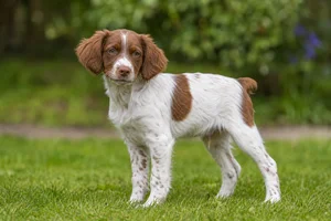Bretagne — puppy (~4 mo)
