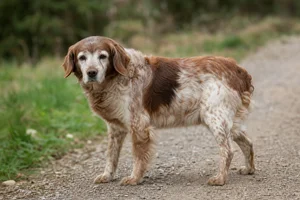 Bretagne — senior