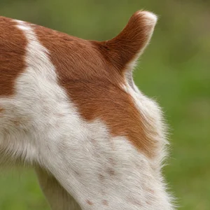 Bretagne — tail