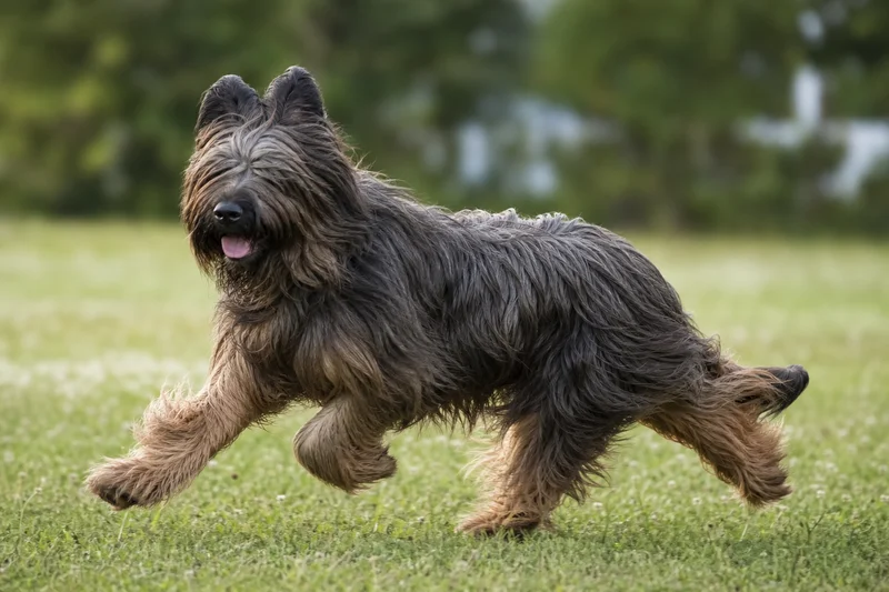 Briard — running