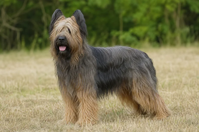 Briard — adult