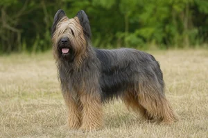 Briard — adult