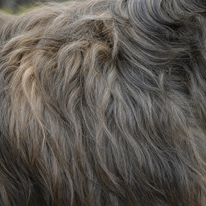 Briard — coat texture