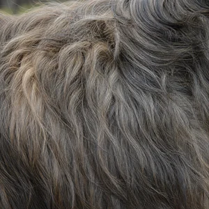 Briard — coat texture