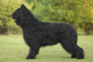 Briard — Black coat