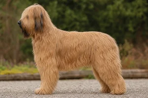 Briard — Tawny coat