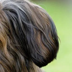 Briard — ears