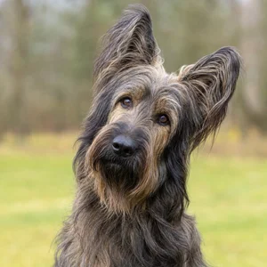 Briard — alert