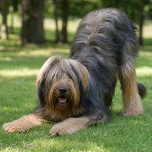 Briard — playful