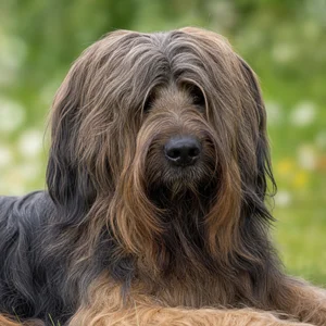 Briard — relaxed