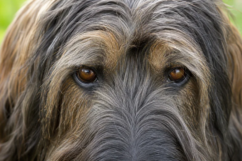 Briard — eyes
