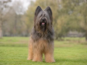 Briard — front