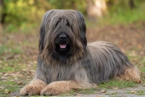 Briard — lying down