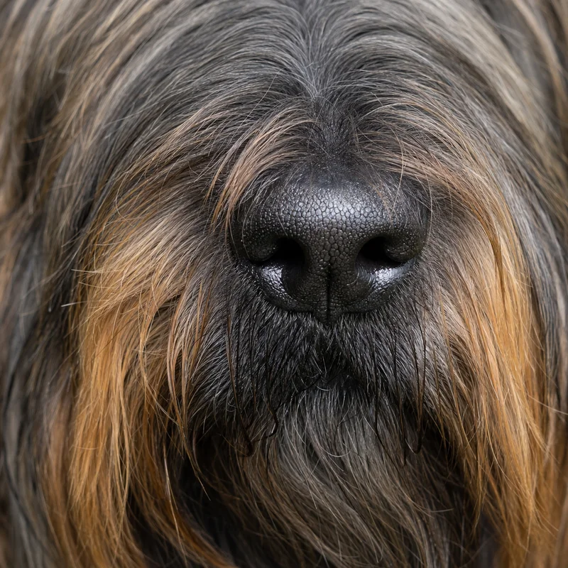 Briard — nose