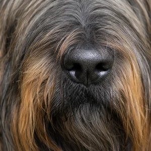 Briard — nose
