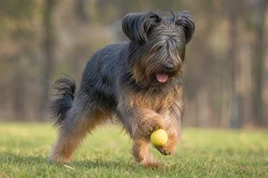 Briard — playing
