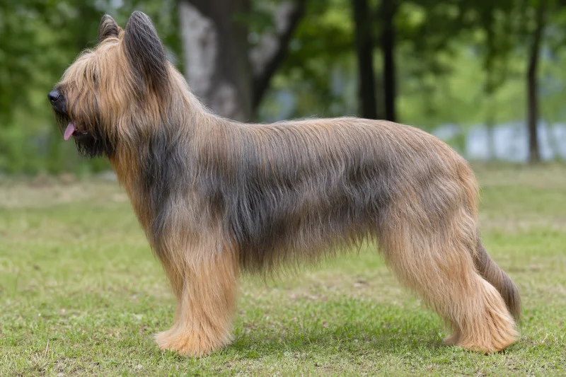 Briard — side