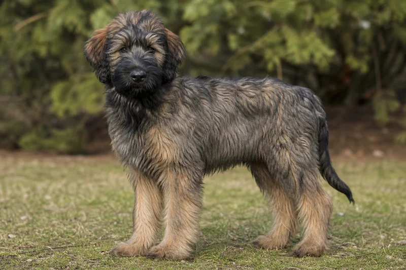 Briard — puppy (~4 mo)