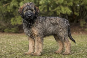 Briard — puppy (~4 mo)