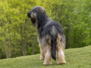 Briard — rear