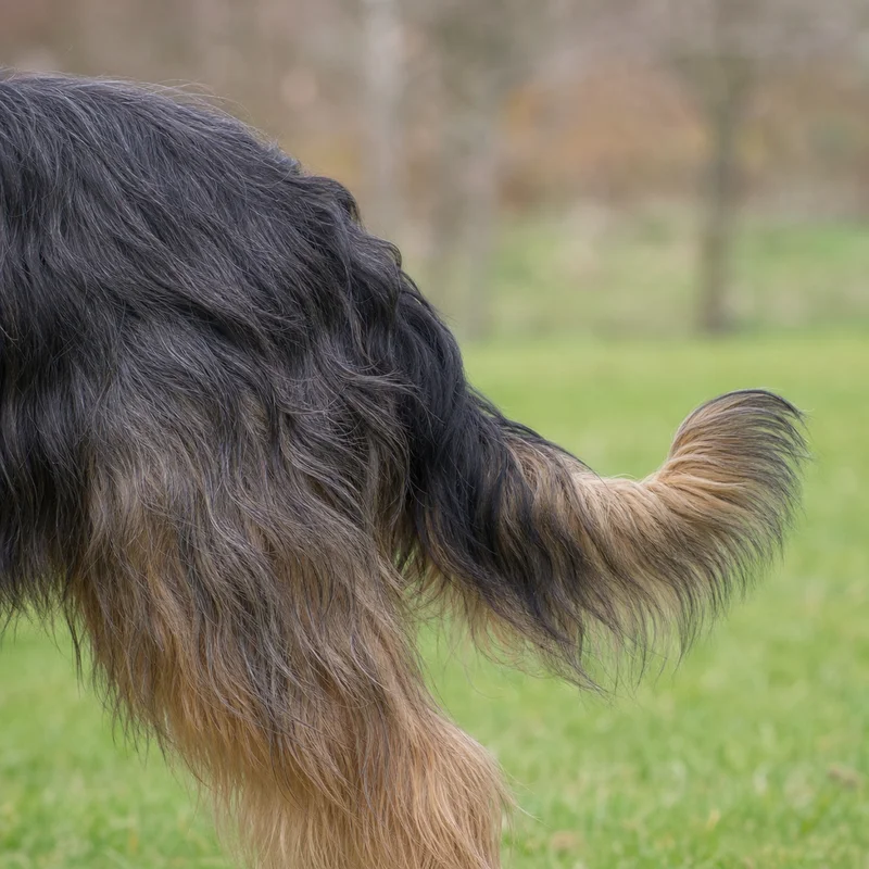 Briard — tail