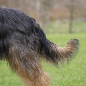 Briard — tail