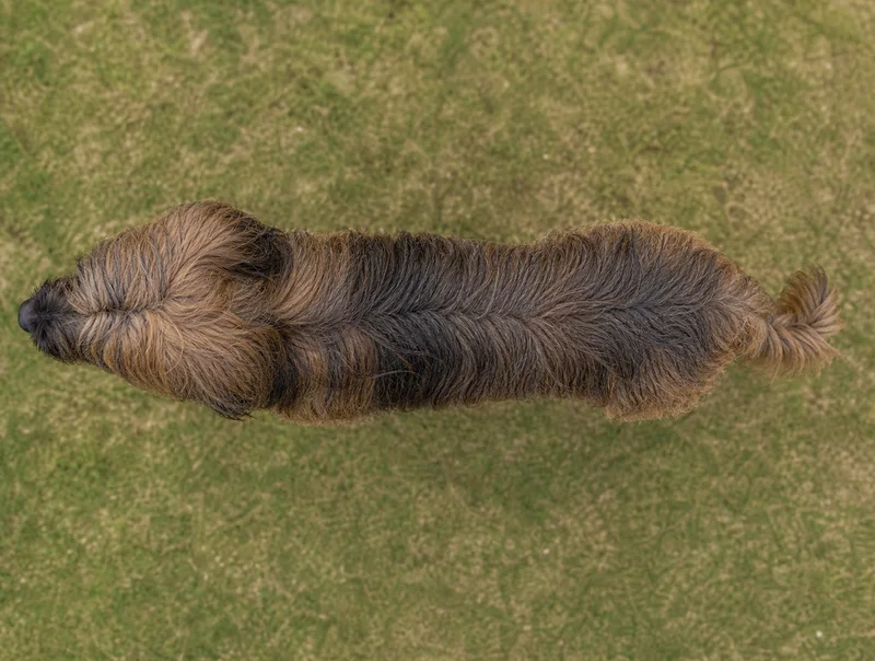 Briard — top