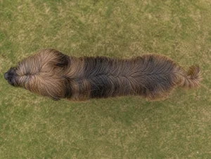 Briard — top