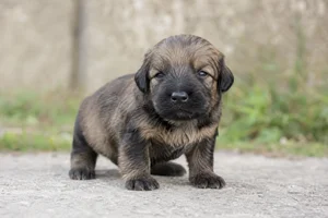 Briard — young puppy (~1 mo)