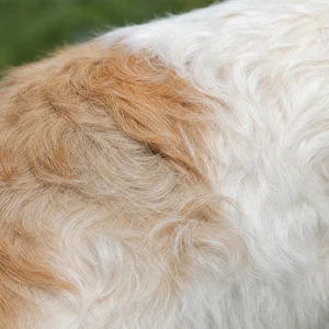 Briquet Griffon Vendéen — coat texture