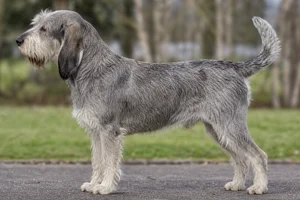 Briquet Griffon Vendéen — Grizzle coat