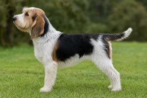 Briquet Griffon Vendéen — Tricolor coat