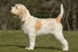 Briquet Griffon Vendéen — White and lemon coat