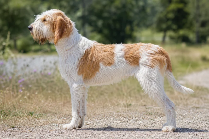 Briquet Griffon Vendéen — White and orange coat