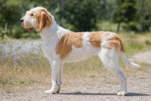 Briquet Griffon Vendéen — White and orange coat