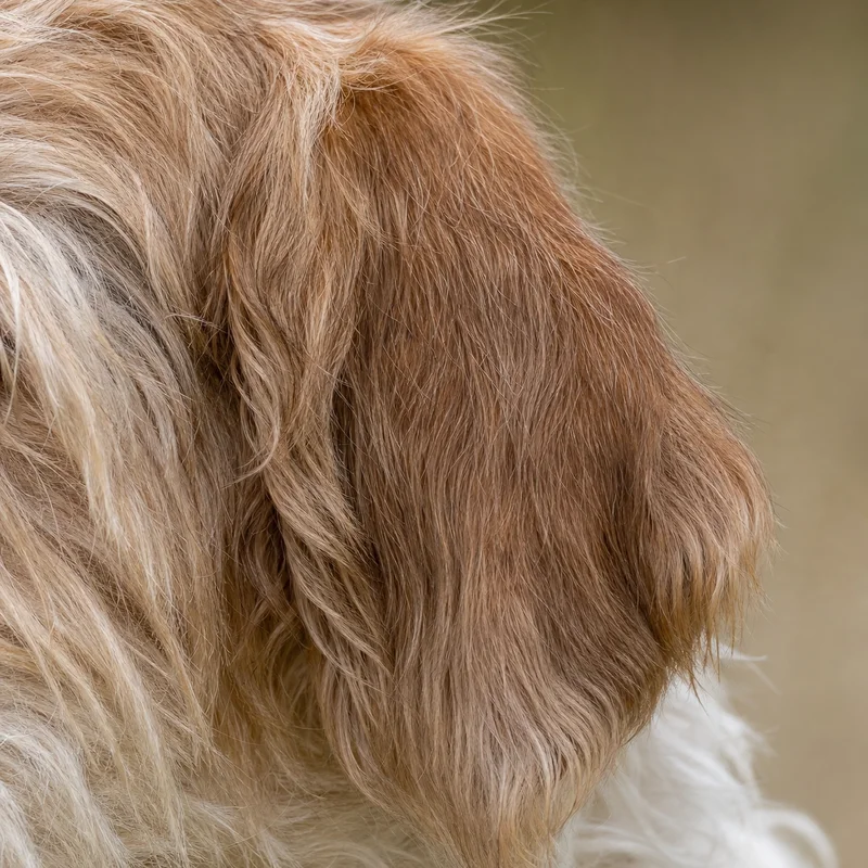 Briquet Griffon Vendéen — ears